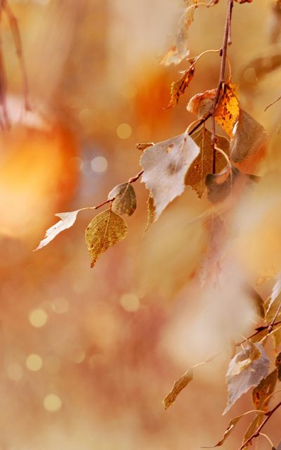 Autumn 5291453 1280